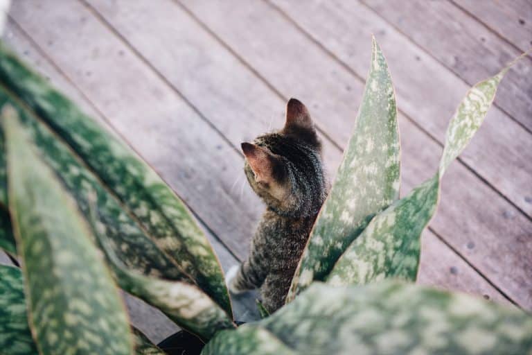 Est-ce que les plantes naturelles peuvent avoir de l’effet sur l’émotion d’un chat ?