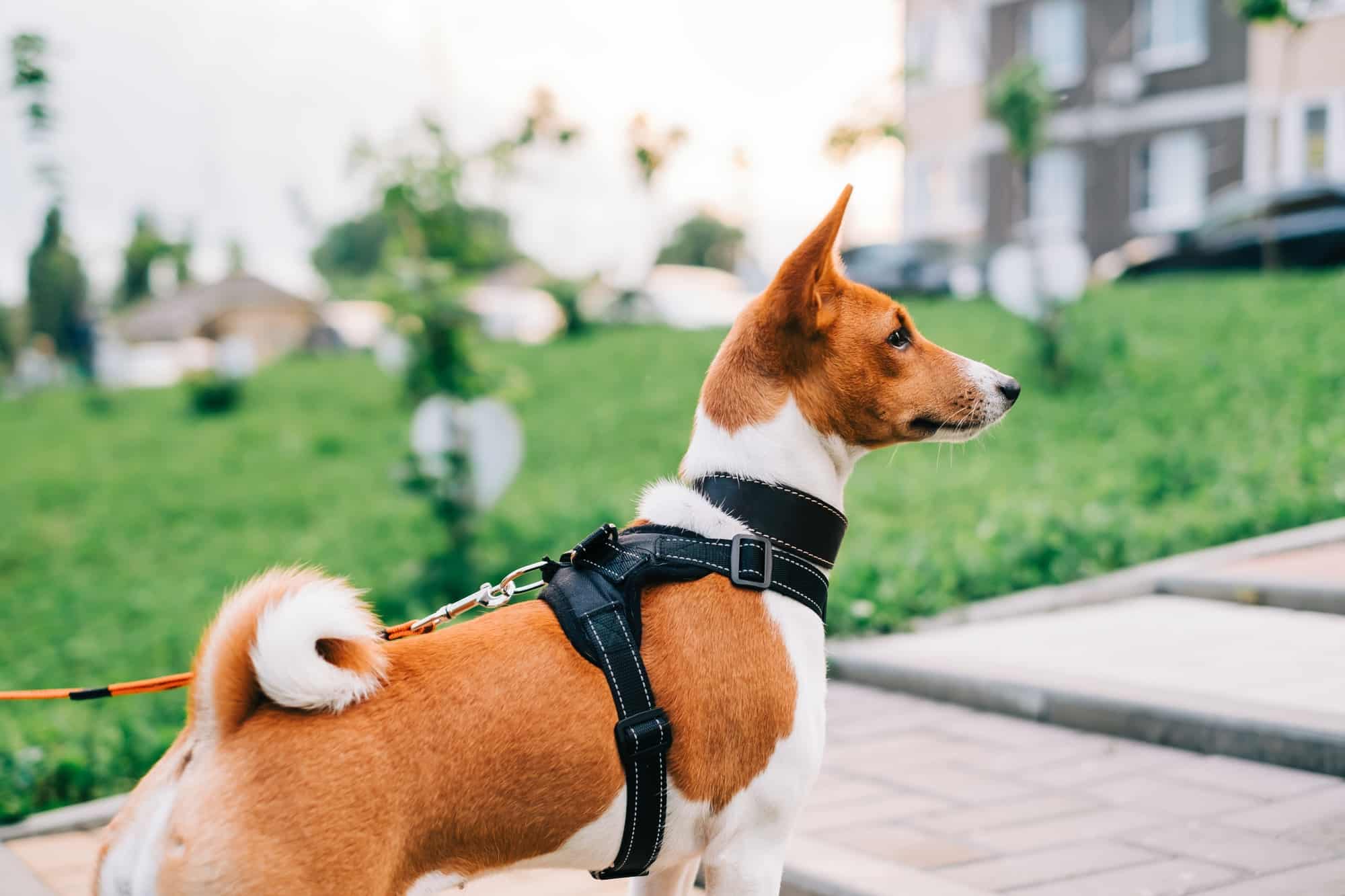Pourquoi des accessoires colorés de qualité pour balader votre chien ?